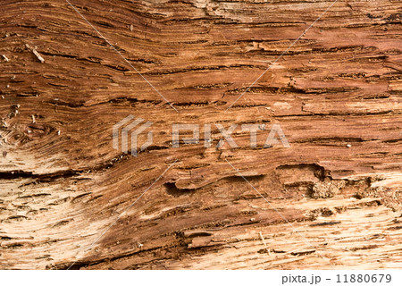 Macro of interior bark structure 11880679
