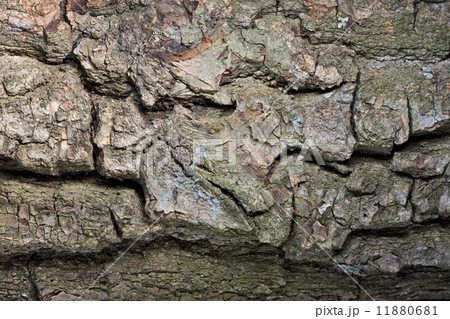 Rough cracked bark background Rough cracked bark background 11880681