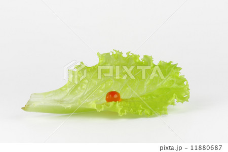 Red on Green 11880687