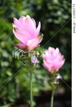 クルクマ　2輪　縦位置 11880775