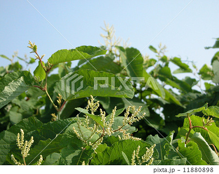 オオイタドリ02 オオイタドリ02 11880898