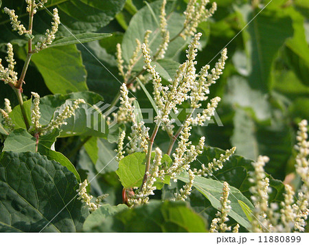 オオイタドリ01 オオイタドリ01 11880899