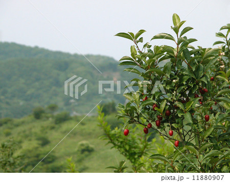 グミの木01　 11880907