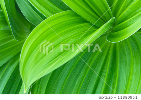 バイケイソウ 11880951