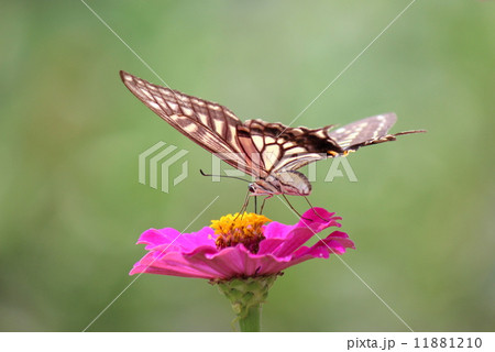 吸蜜 吸蜜 11881210