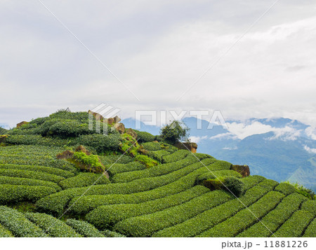 台湾 阿里山国家風景区 茶畑 台湾 阿里山国家風景区 茶畑 11881226