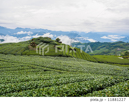 台湾 阿里山国家風景区 茶畑 台湾 阿里山国家風景区 茶畑 11881227