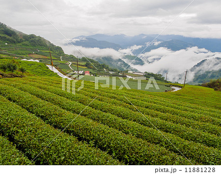 台湾 阿里山国家風景区 茶畑 11881228