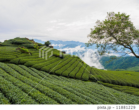 台湾 阿里山国家風景区 茶畑 台湾 阿里山国家風景区 茶畑 11881229