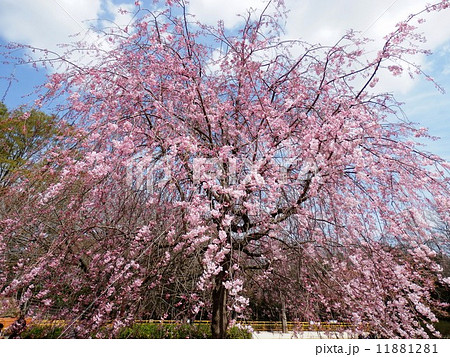 枝垂れ桜 11881281
