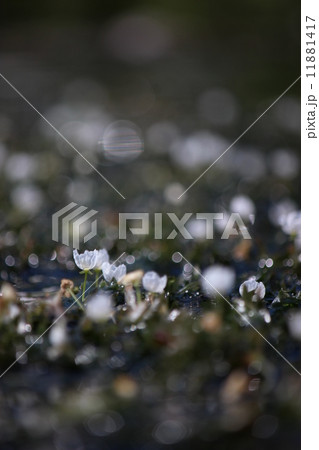 オオカナダモの花 11881417