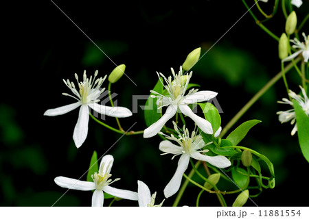 センニンソウ 11881554