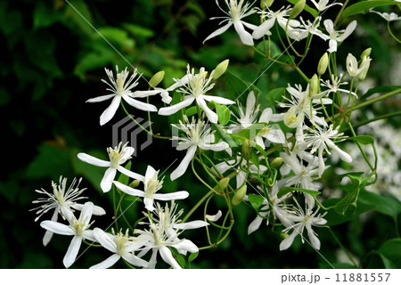 センニンソウ 11881557