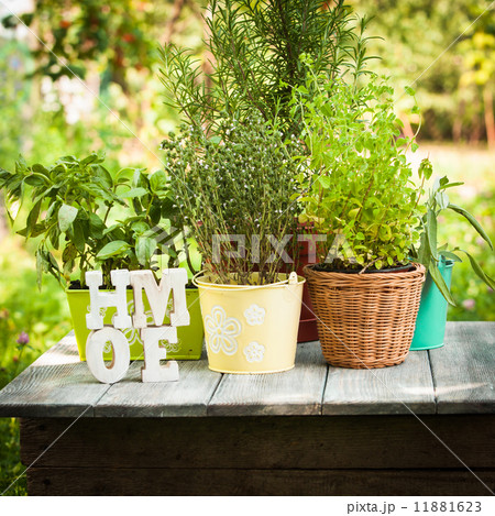 Herb garden 11881623