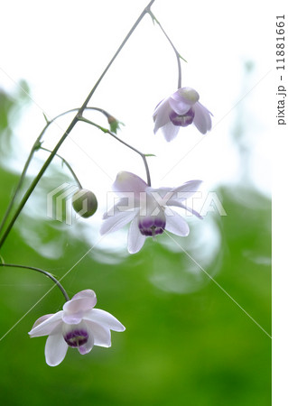 並んだレンゲショウマ 並んだレンゲショウマ 11881661