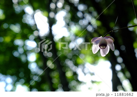 レンゲショウマと夏の日差し 11881662