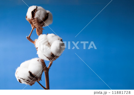 Cotton flower Cotton flower 11881728