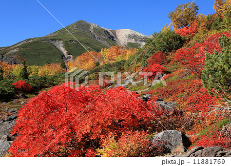 乗鞍高原の紅葉 11881769