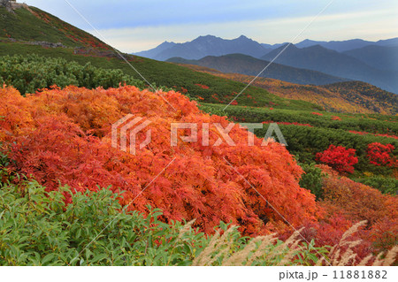乗鞍高原の紅葉 11881882