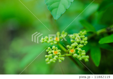 可愛いヤブガラシ 11882119