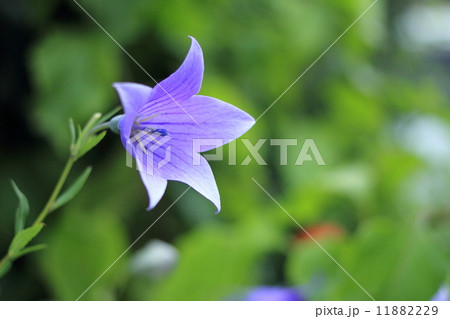 桔梗の花 桔梗の花 11882229