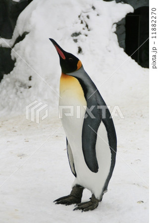 ペンギン　旭山動物園 11882270