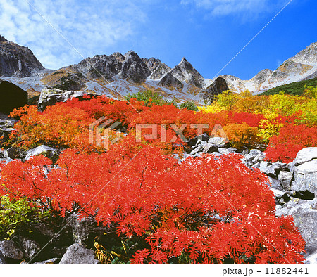 涸沢の紅葉 11882441