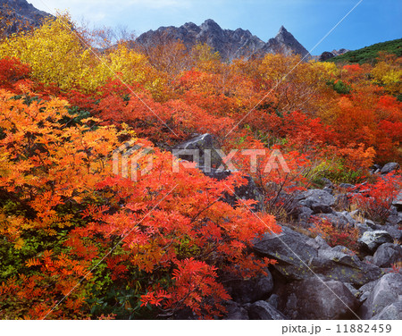 涸沢の紅葉 11882459
