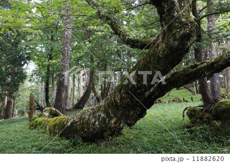 大台ケ原の夏(奈良) 大台ケ原の夏(奈良) 11882620
