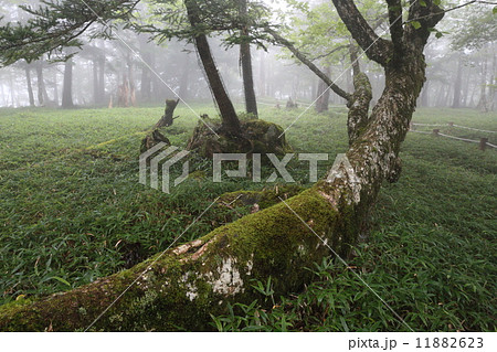 霞む大台ケ原の夏(奈良) 霞む大台ケ原の夏(奈良) 11882623