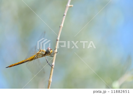 ウスバキトンボ 11882651