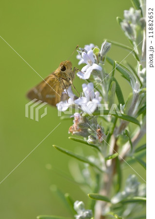 イチモンジセセリ 11882652