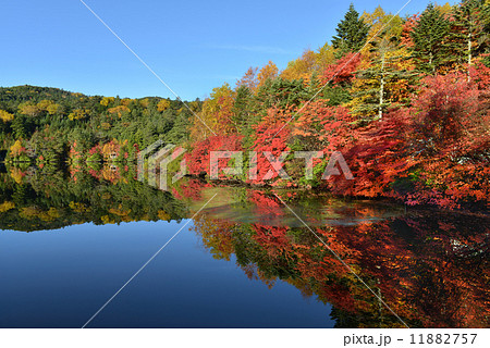 紅葉の白駒池 11882757