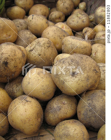 キタアカリ 縦 キタアカリ 縦 11882803