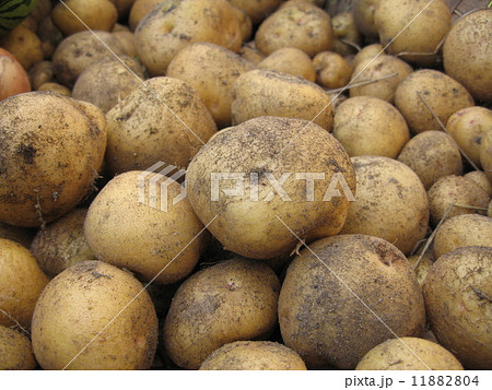 キタアカリ 横 キタアカリ 横 11882804