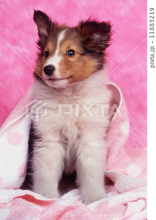 かわいい子犬 かわいい子犬 11883219