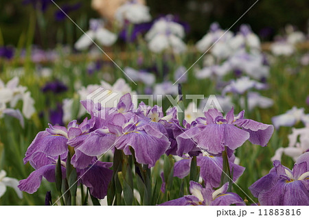 花菖蒲　五色の珠　ごしきのたま 11883816