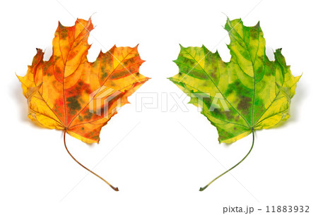 Yellowed autumn maple-leafs 11883932