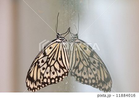 ウイング 翼 羽 11884016