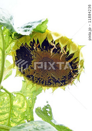 咲き終わったひまわりの花 11884236