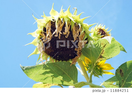 咲き終わったひまわりの花 11884251