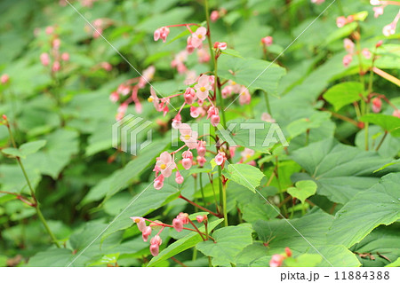 シュウカイドウの花 11884388
