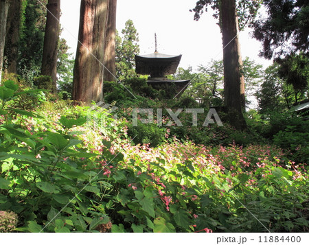 シュウカイドウの花 11884400