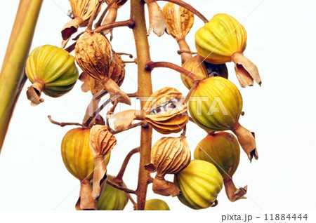 ゲットウの実 ゲットウの実 11884444