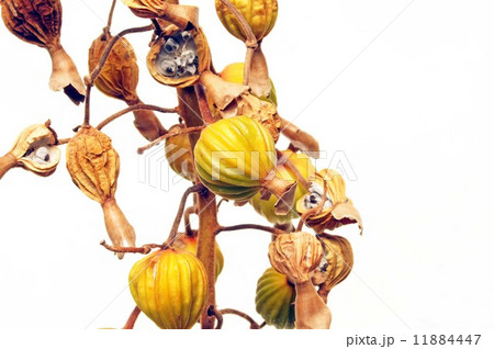 ゲットウの実 ゲットウの実 11884447