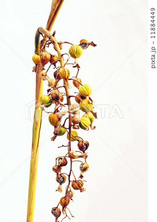 ゲットウの実 11884449