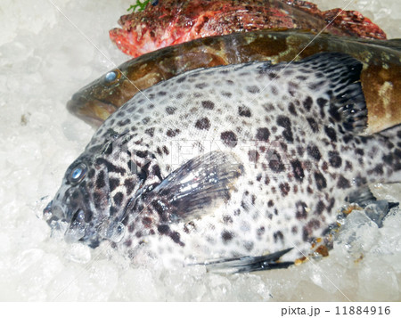 石鯛 11884916
