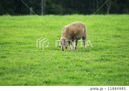 観光名所の羊が丘展望台 観光名所の羊が丘展望台 11884983