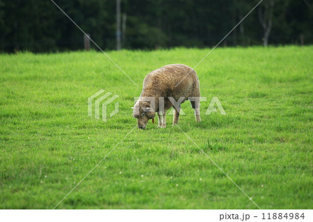 観光名所の羊が丘展望台 11884984