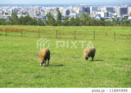 観光名所の羊が丘展望台 11884996